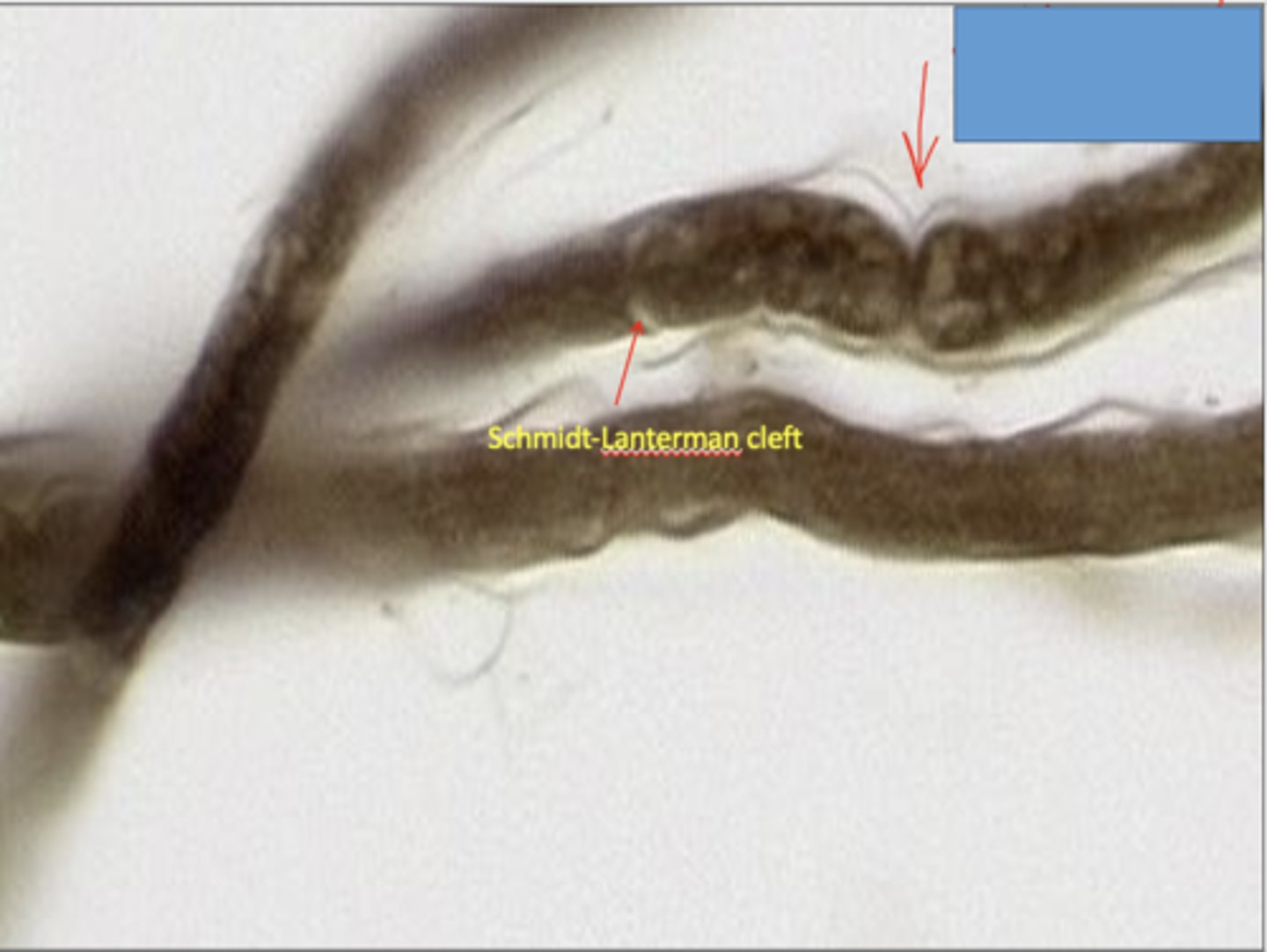 <p>identify the specific structure</p>