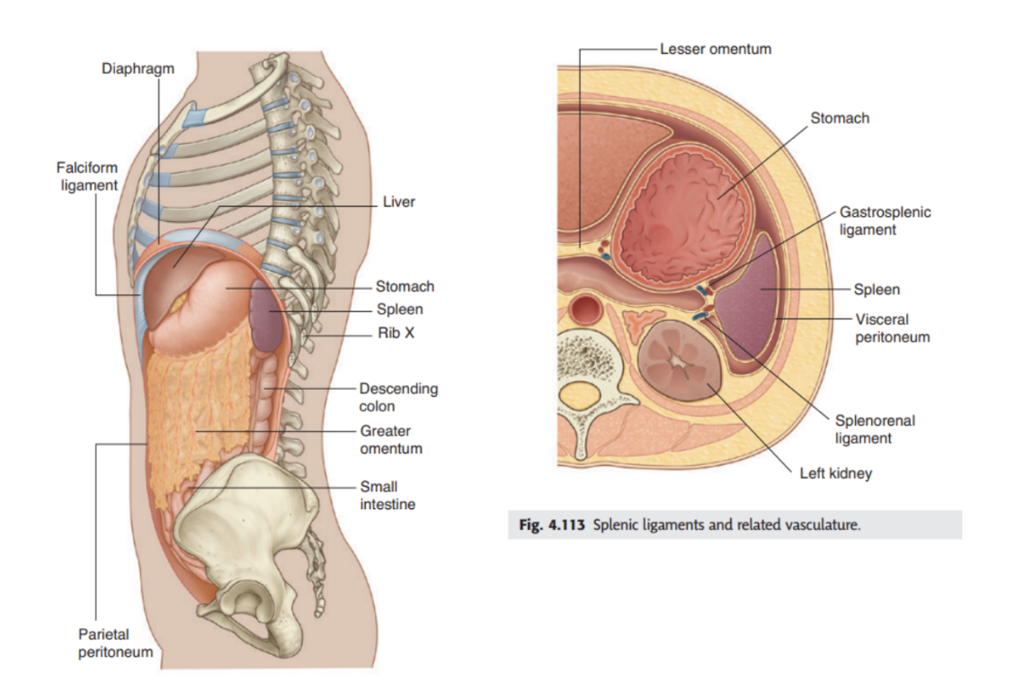 <p>Spleen </p>
