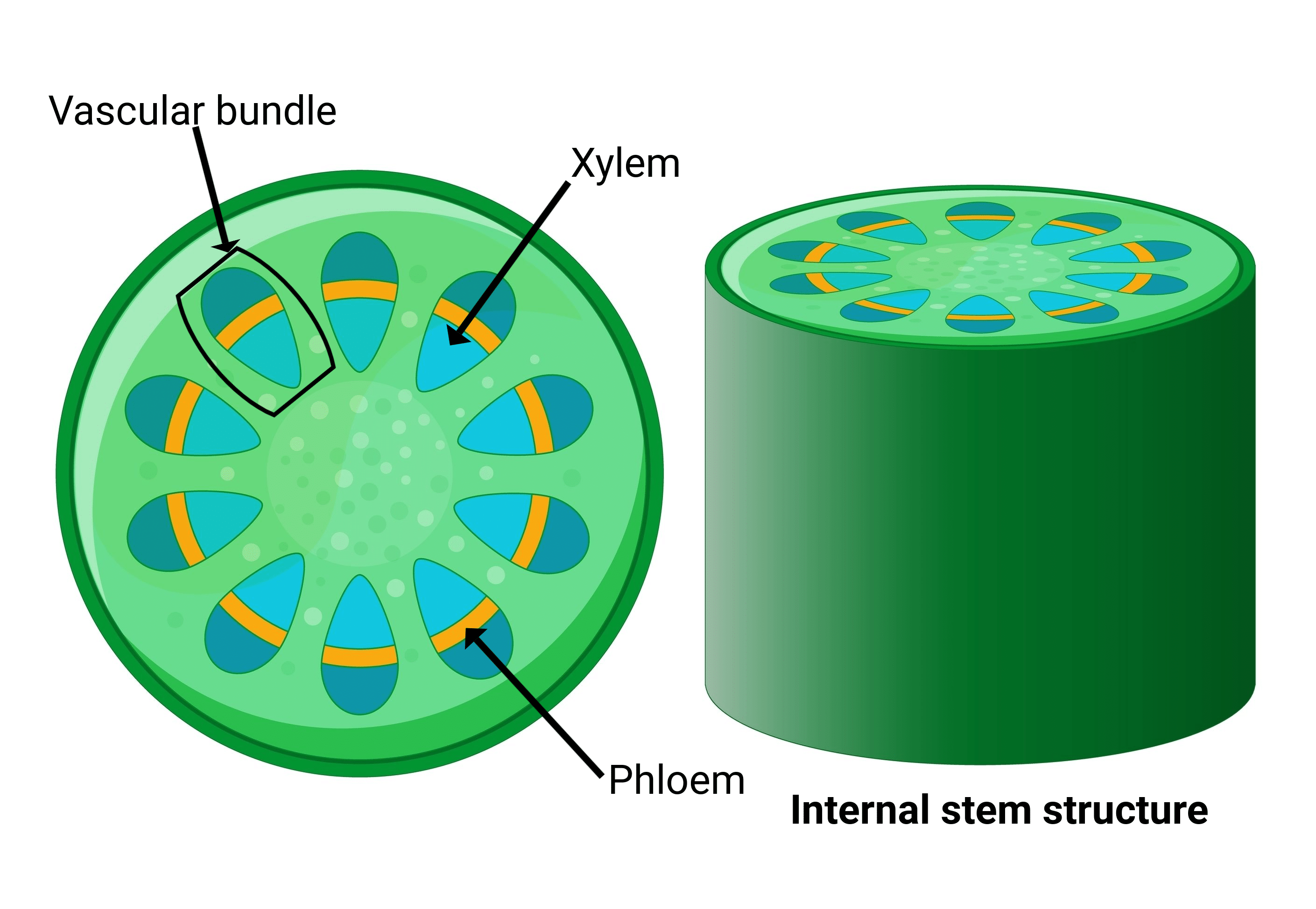 <p>in the cross-section of a dicot plants’ …</p><ul><li><p>roots - vascular bundle in the middle = stele</p></li><li><p>stem - several vascular bundles around the outside with schlarenclyma</p></li><li><p>leaves - vascular bundles running through midrib of leaves and then branch off into veins</p></li><li><p>in dicot cross-section, phloem are smaller cells in the vascular bundle and located further from the centre of the stem than xylem vessels</p></li><li><p>in dicot cross-section, xylem are bigger cells in the vascular bundle towards middle</p></li></ul><p></p>
