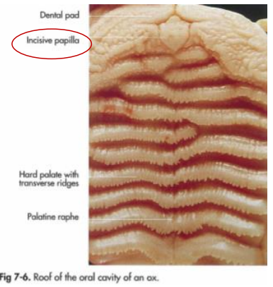 <ol><li><p><strong>Palatum durum </strong>- It has a bony base, and have the structures </p><ul><li><p><strong>rhaphe palatini </strong>(the streak in the middle)</p></li><li><p><strong>rugae palatinae (ridges)</strong></p></li></ul></li><li><p><strong>palatum molle/velum palatinum</strong> - caudal continuation of palatum durum. This is of mainly muscles.</p><ul><li><p>m. palatinus - responsible for active movement, m. tensor veli palatini tenses and the m. levator veli palatini raises the palate. </p></li><li><p>uvula - in some animals (“drøvel”)</p></li><li><p>arcus palatoglossus (on sides of uvula, down)</p></li><li><p>arcus palatopharyngeus (on side of uvula, upper)</p></li></ul></li></ol><p></p>