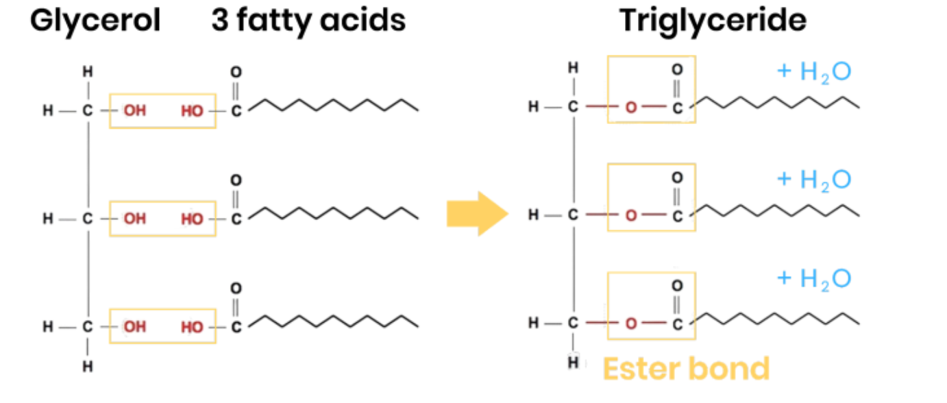 <p>● <strong>1 glycerol</strong> molecule and <strong>3 fatty acids</strong></p><p>● <strong>3 condensation</strong> reactions</p><p>● Removing <strong>3 water molecules</strong></p><p>● Forming <strong>3 ester bonds </strong></p>