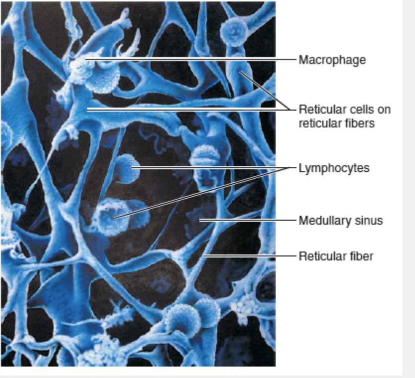 <p>Fibroblast-like cell that produces the reticular fiber stroma, which is the network that supports the other cell types in lymphoid organs and tissues</p><ul><li><p>net-like support that build a mesh framework where immune cells can live and work</p></li><li><p>especially in lymphoid organs such as spleen, lymph nodes, and bone marrow</p></li></ul><p></p>