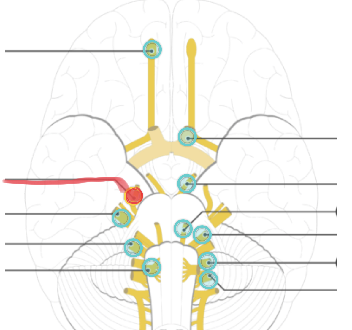 <p>supplies motor fibers for one external eye muscle (superior oblique)</p>