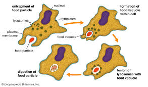 <p>The process of phagocytosis</p>
