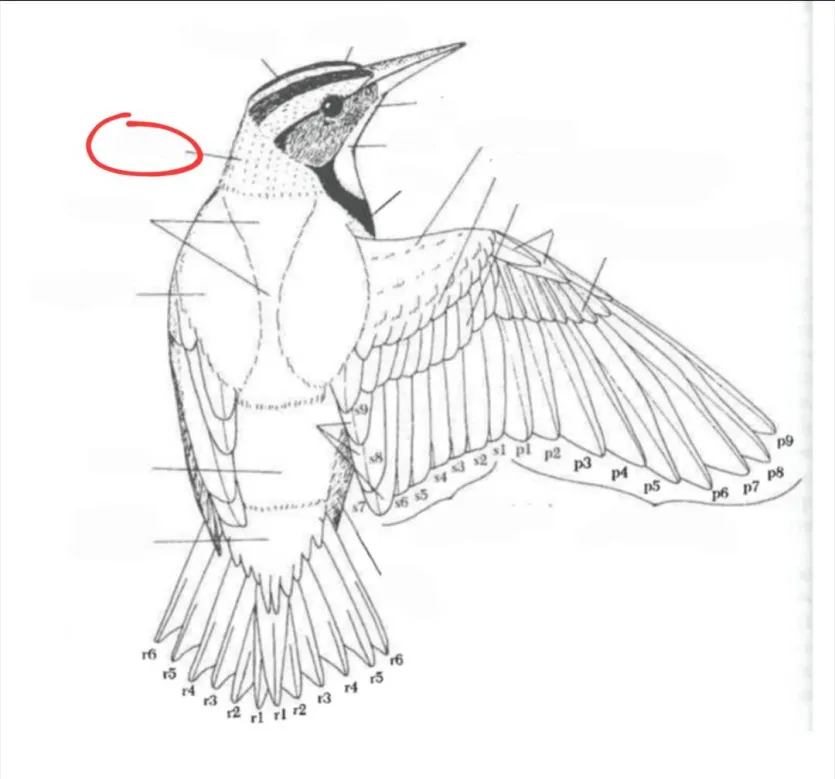 term image