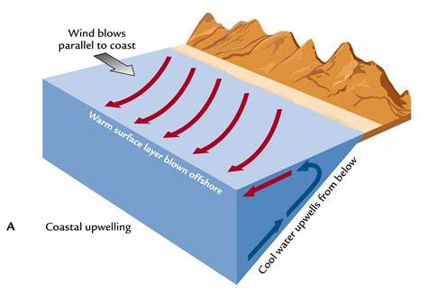 <p>Winds parallel to coast or away from coast - nutrient rich deep water rises</p>