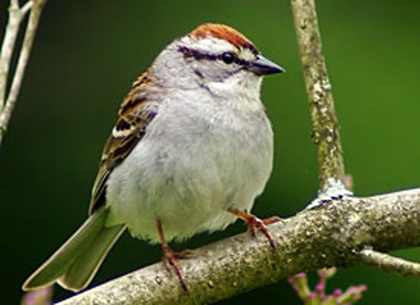 <p>Passerellidae</p>