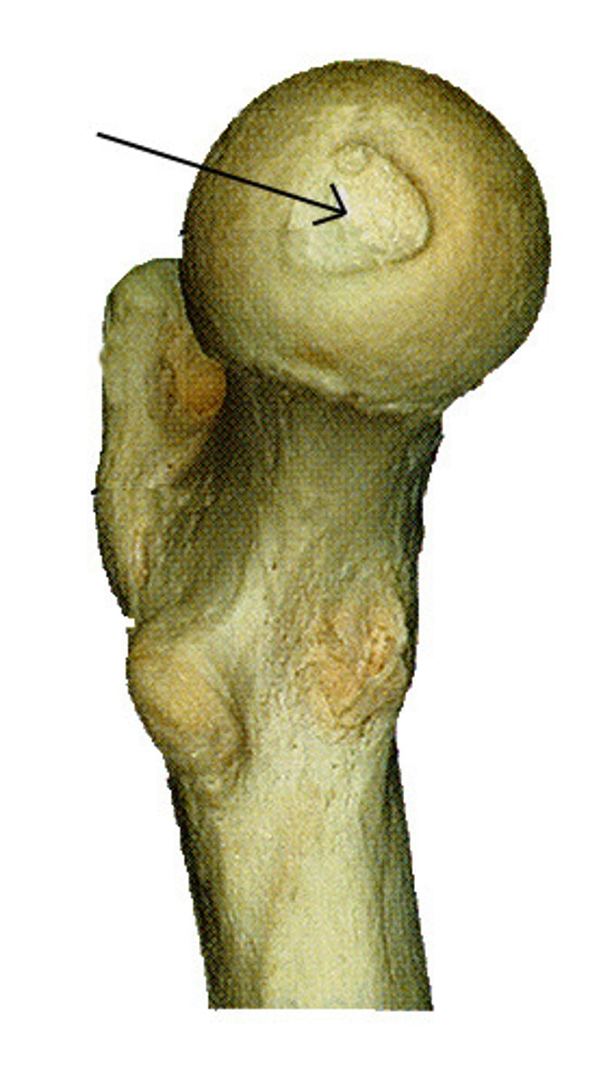 <p>a small pit in the head of the femur for the attachment of a short ligament that runs to the acetabulum</p>