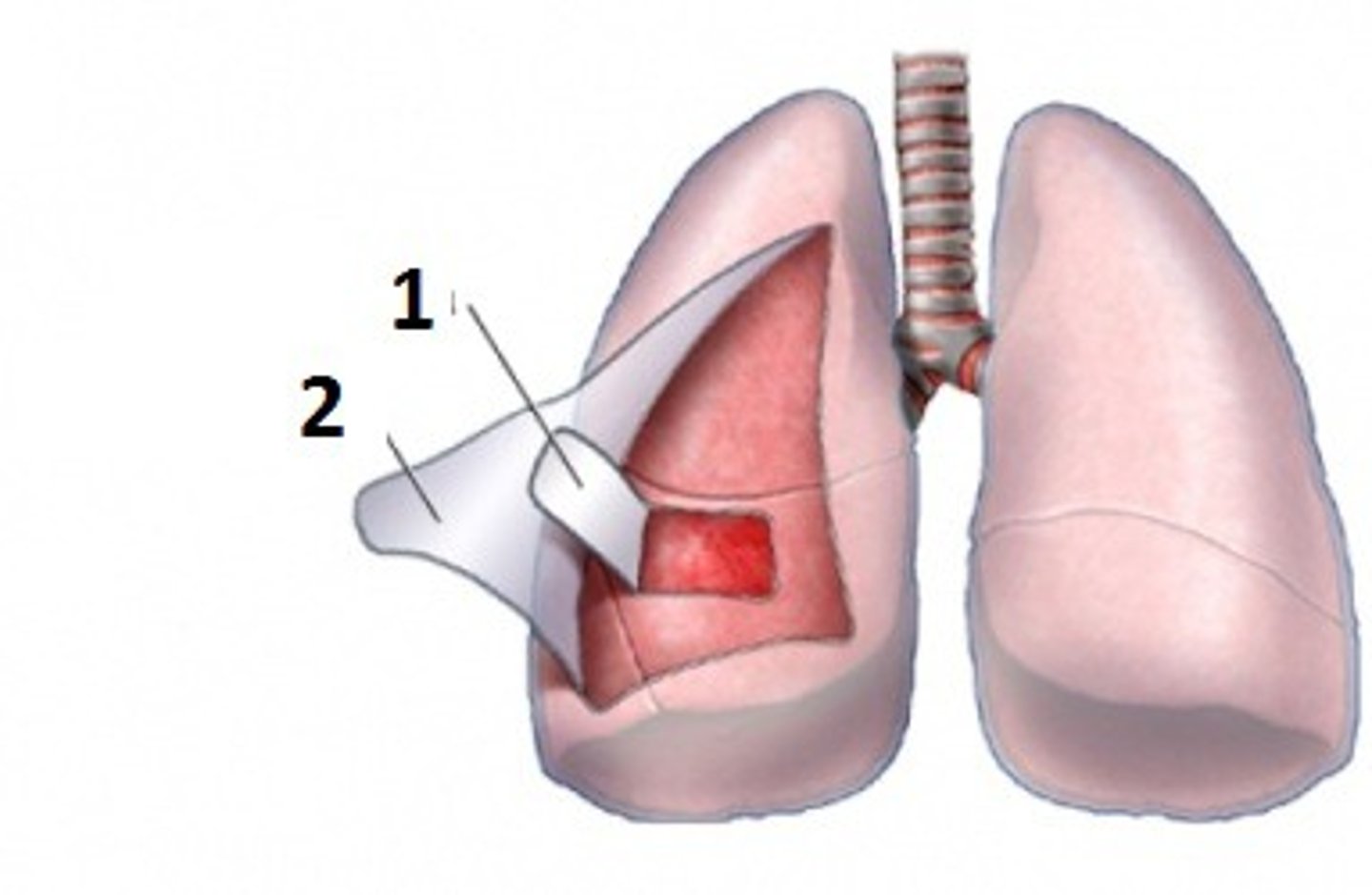 <p>thin, slippery double-layered membrane surrounding each lung; forms an envelope between the lungs and chest wall</p>