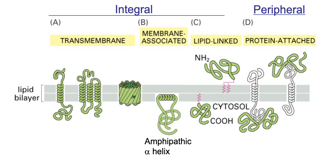 <ul><li><p>integral</p><ul><li><p>transmembrane</p></li><li><p>membrane associated</p></li><li><p>lipid-linked</p></li></ul></li><li><p>peripheral</p><ul><li><p>protein -ttached</p></li></ul></li></ul><p></p>