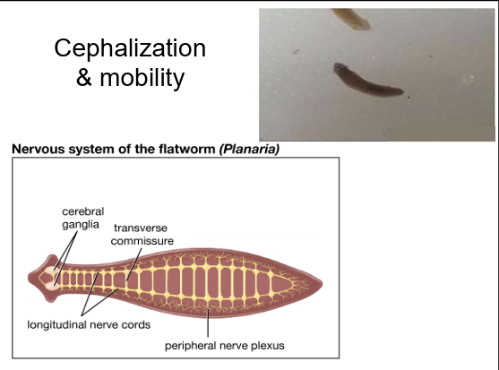 <p>Evolution of a <strong>definite brain area</strong> and <strong>purposeful, directional movement</strong>.</p>