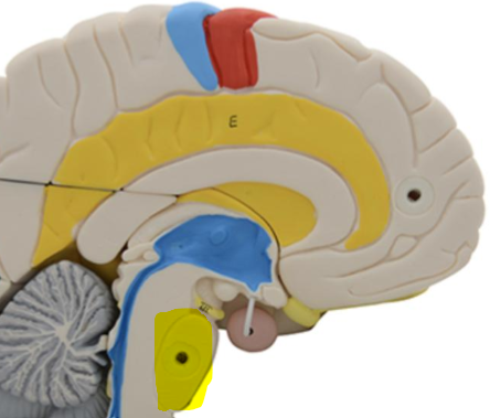 <p>What structure is highlighted?</p>