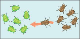 <p>movement of alleles between populations</p>