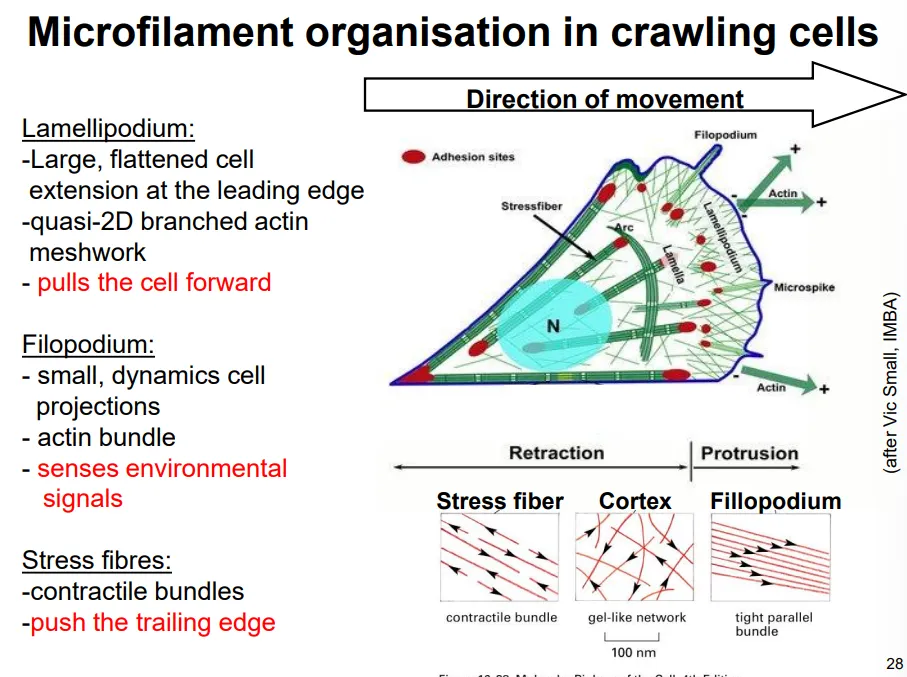 <ul><li><p>in the <strong>lamellipodia</strong>, the actin is <strong>branched </strong>at <strong>70 degree </strong>angles due to the binding of <strong>actin-related proteins</strong> (ARPs) that facilitate new filaments forming, by holding together a <strong>trimer</strong></p></li><li><p>this extension occurs via a <strong>treadmilling mode</strong>l, where the actin filaments grow a short distance before being capped, at which point they act as a site for new filaments to be assembled, while the older end of the network is disassembled by severing proteins</p></li><li><p>new<strong> focal adhesion</strong> points will be made and <strong>stress fibres </strong>attached, which will <strong>contract </strong>when this becomes the <strong>trailing </strong>end</p></li><li><p>this protrusion force is provided purely by actin polymerisation, not by myosin II</p></li></ul><p></p>
