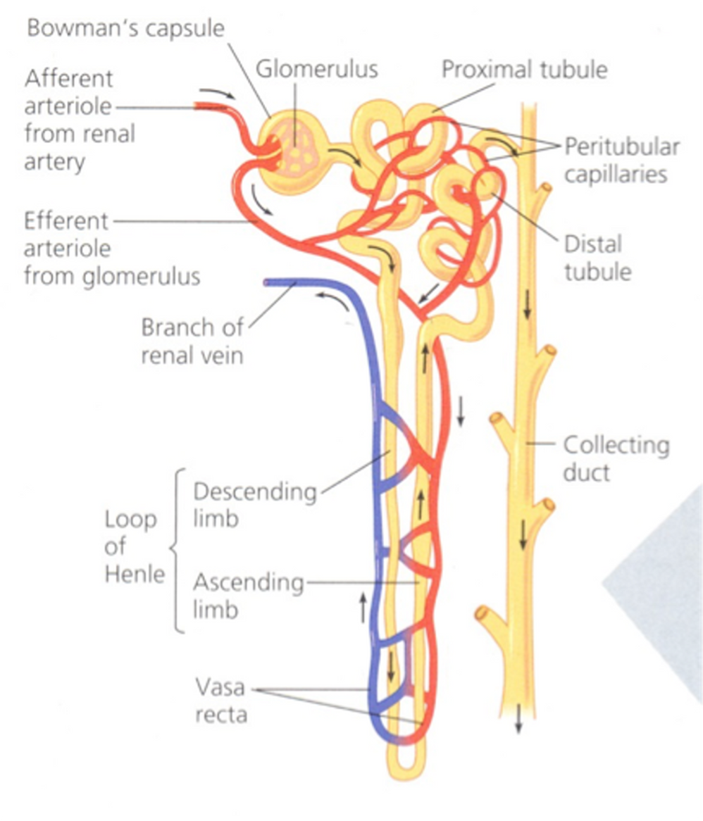 <p><span>•Venous blood drains away from the peritubular capillaries and empties into a venule.</span></p><p><span>•These smaller veins eventually form larger and larger blood vessels, until the blood empties into the renal vein (which connects to the inferior vena cava).</span></p>