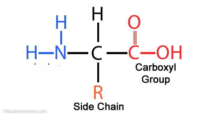 <p>Function: structure for the body, chemical messengers, promote chemical reactions, used by nucleic acids</p>