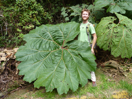<p>high humidity lessens the concentration gradient of water between leaf and environment</p><ul><li><p>leaves in humid environments are big, have no fear of losing water!</p></li></ul><p></p>