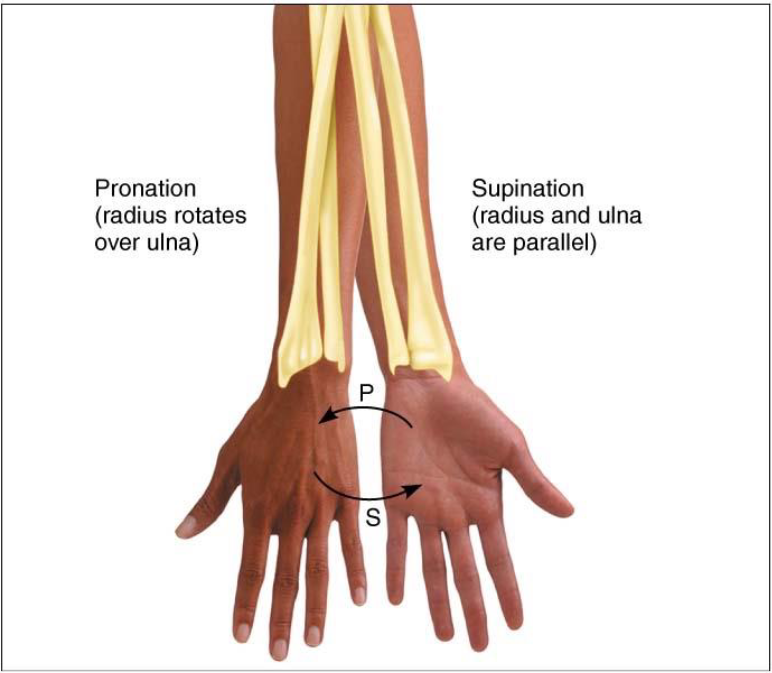 <ul><li><p>Movement permitted by synovial joint</p><p></p></li></ul><p></p>