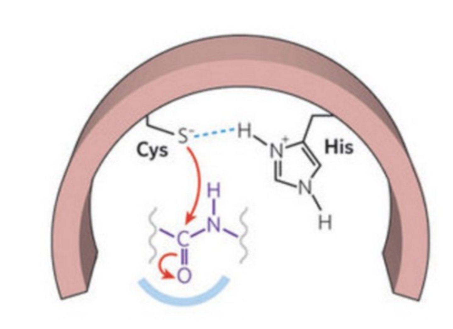 <p>histidine residue</p>