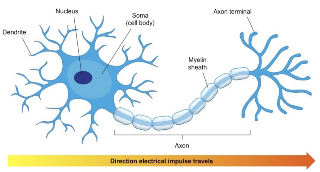 <ul><li><p>Cytoplasm</p></li><li><p>A nucleus</p></li><li><p>Elongated nerve fibres of varying length projecting from it</p></li></ul><p></p>