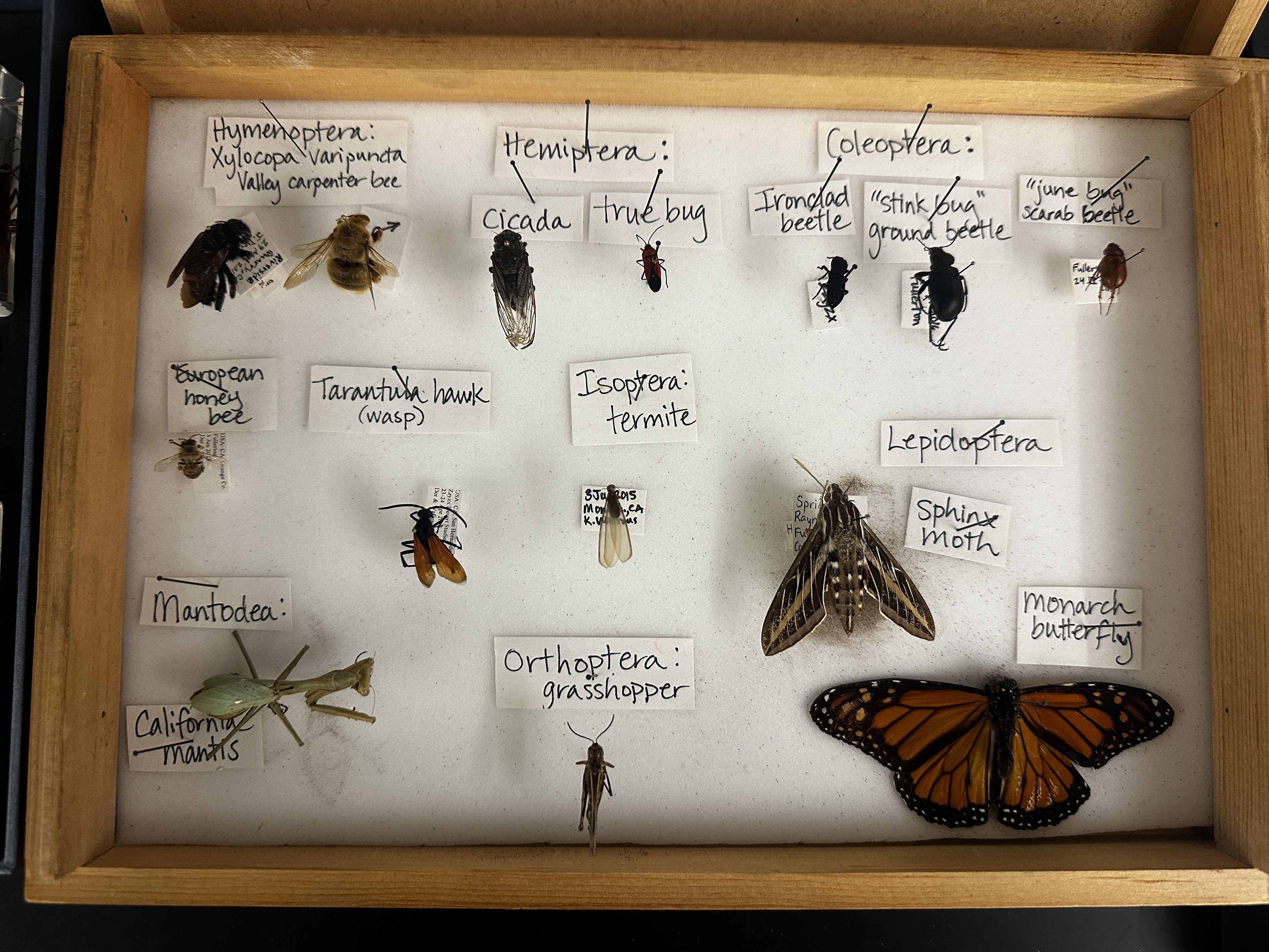 <p>Identify (Grouping(s), Phylum, Subphylum)</p>