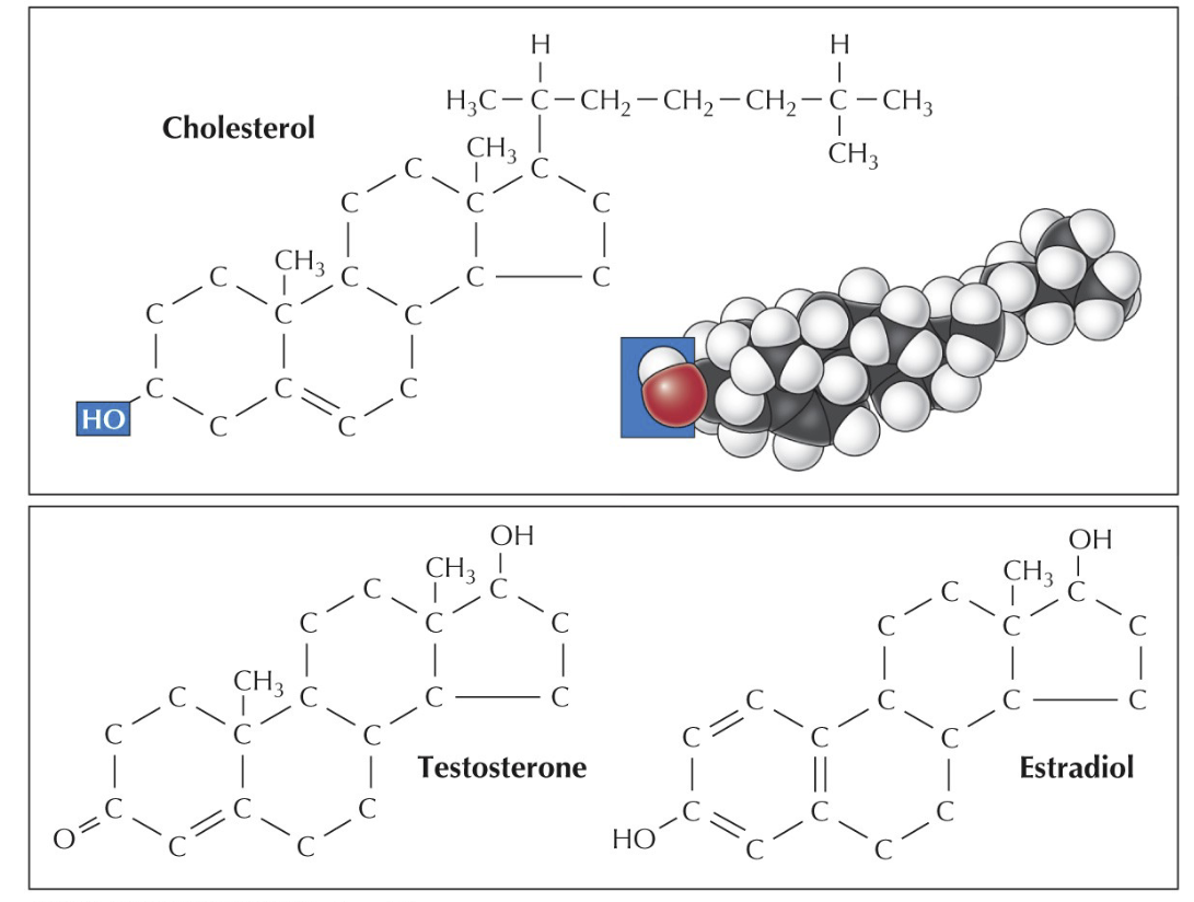 <p>The C/H chain is formed into a multi-ring structure. Also used in hormones (signaling)</p>