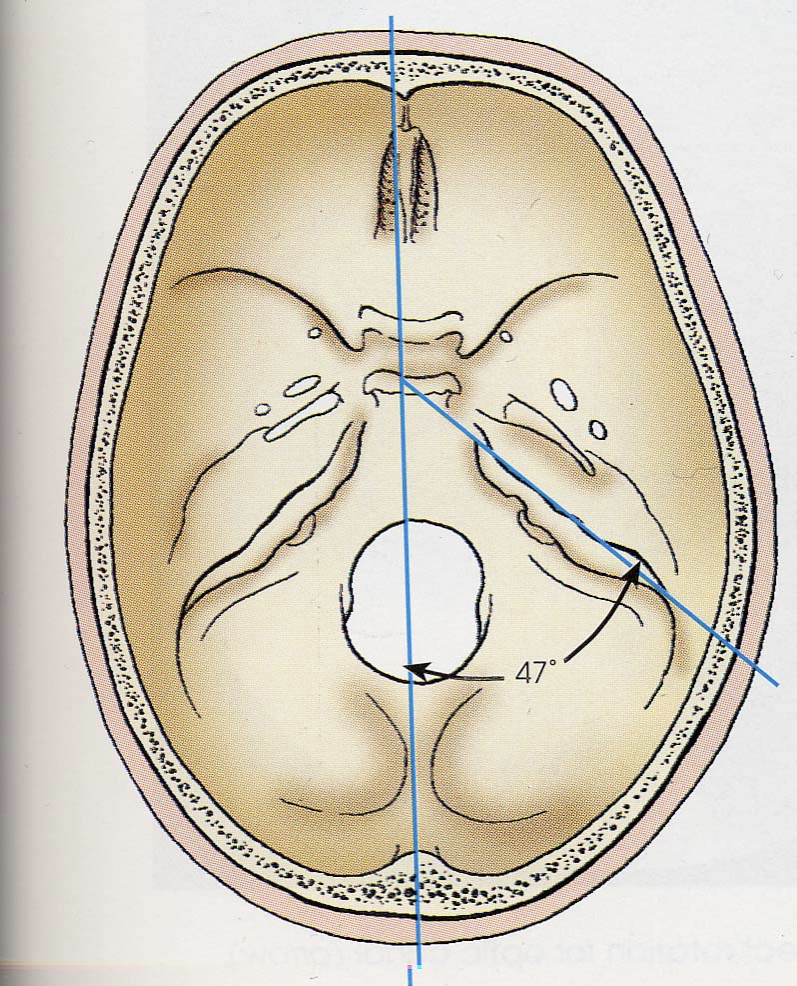<ul><li><p>Typical shape</p></li><li><p>Petrous pyramids are 47<span>° from MSP</span></p></li><li><p><span>Petrous pyramids are at the base of the cranium</span></p></li><li><p><span>Optic foramina are 37° open anterior to MSP</span></p></li></ul><p></p>