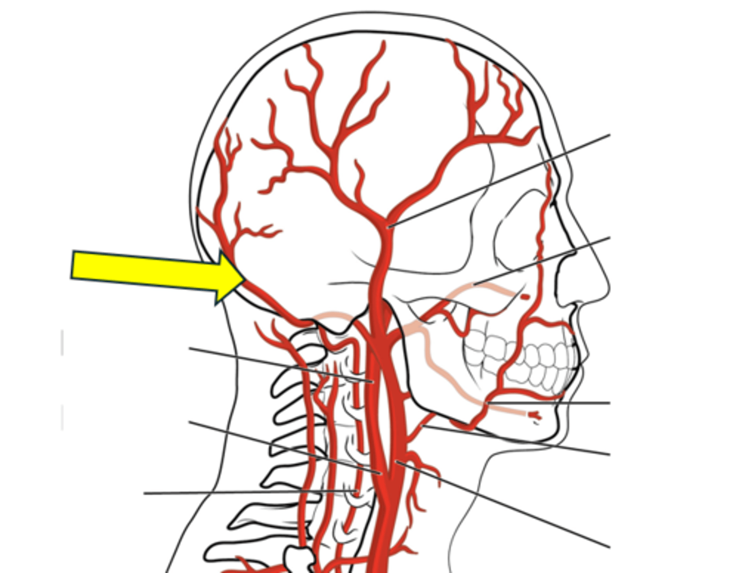 <p>Name the red vessel.</p>