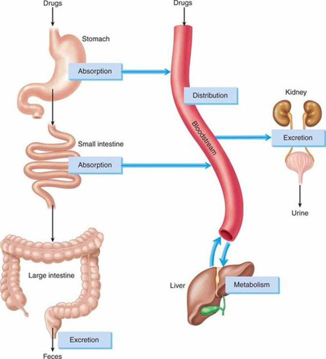 <p>ingested</p><p>-> stomach (weak acids and alcohol absorbed)</p><p>-> intestines</p><p>-> liver portal circulation (metabolism)</p><p>-> some escapes to target, rest is excreted</p>