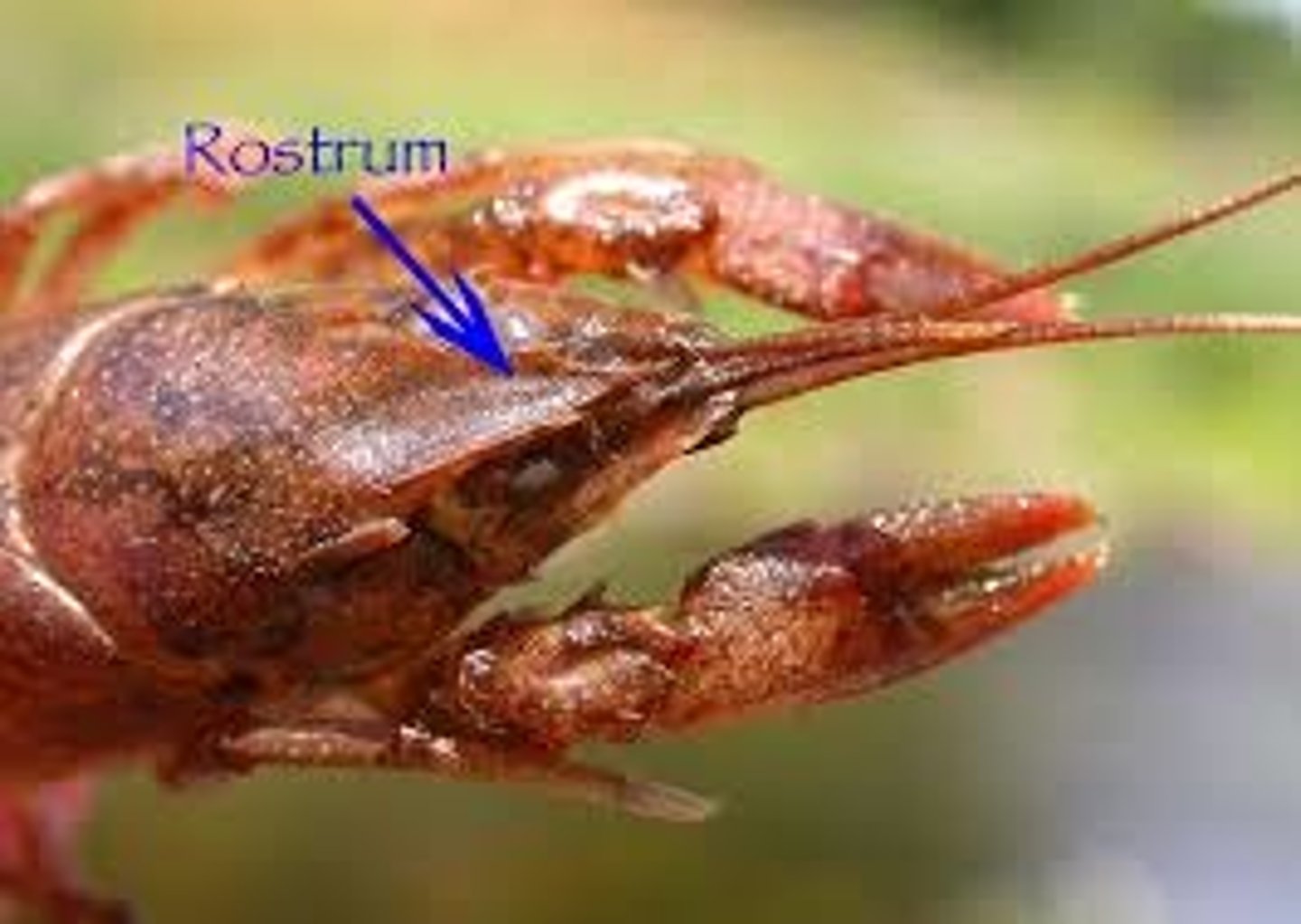 <p>located at the head section of the crayfish and protects the forward sensory equipment (eyestalks, antennules, antennae); helmet</p>