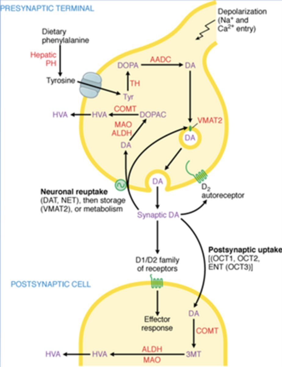 <p>-Normally transports DA from the cytoplasm into synaptic vesicles for storage and release</p><p>-VMAT2 inhibitors prevent this storage: decreased DA stimulation overall</p>