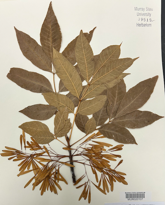 <p>Family? Genus?</p>