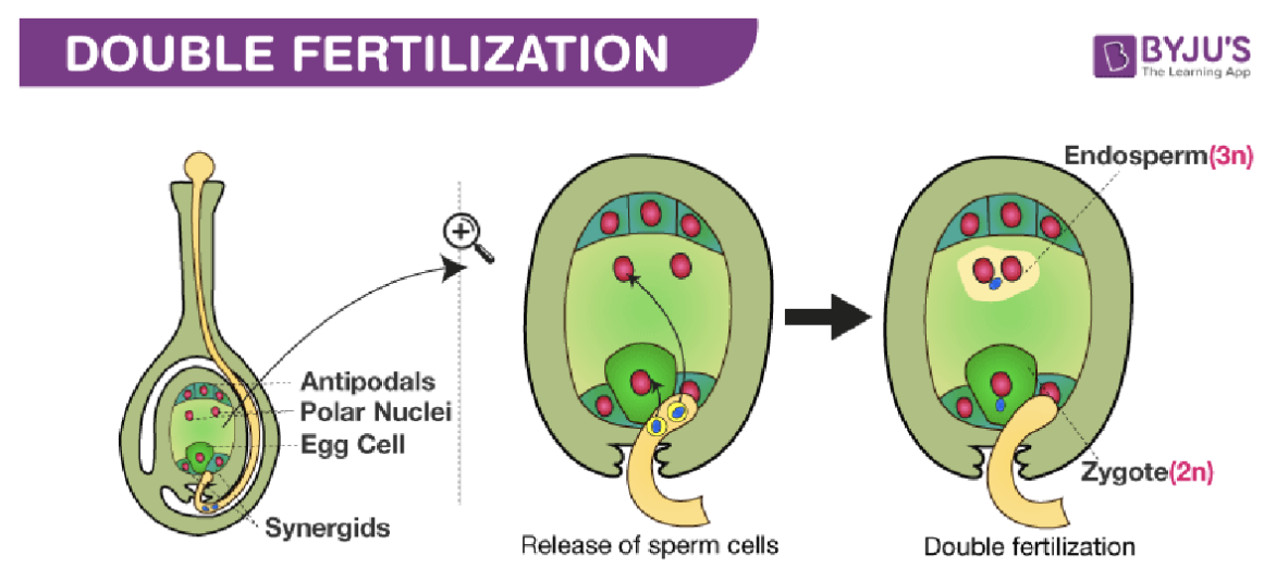 <p><span><span>One of the sperm fertilizes the egg to form a zygote. But there is a second fertilization that occurs, the other sperm fertilizes the central cell with the polar nuclei to form a triploid (3n) </span></span><strong>endosperm tissue</strong><span><span>. This tissue fills up with nutrients as the seeds develop which will feed the growing seedling once it germinates.</span></span></p>