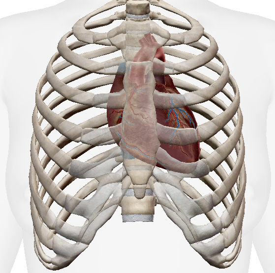 <p>Where is the location of the heart?</p>
