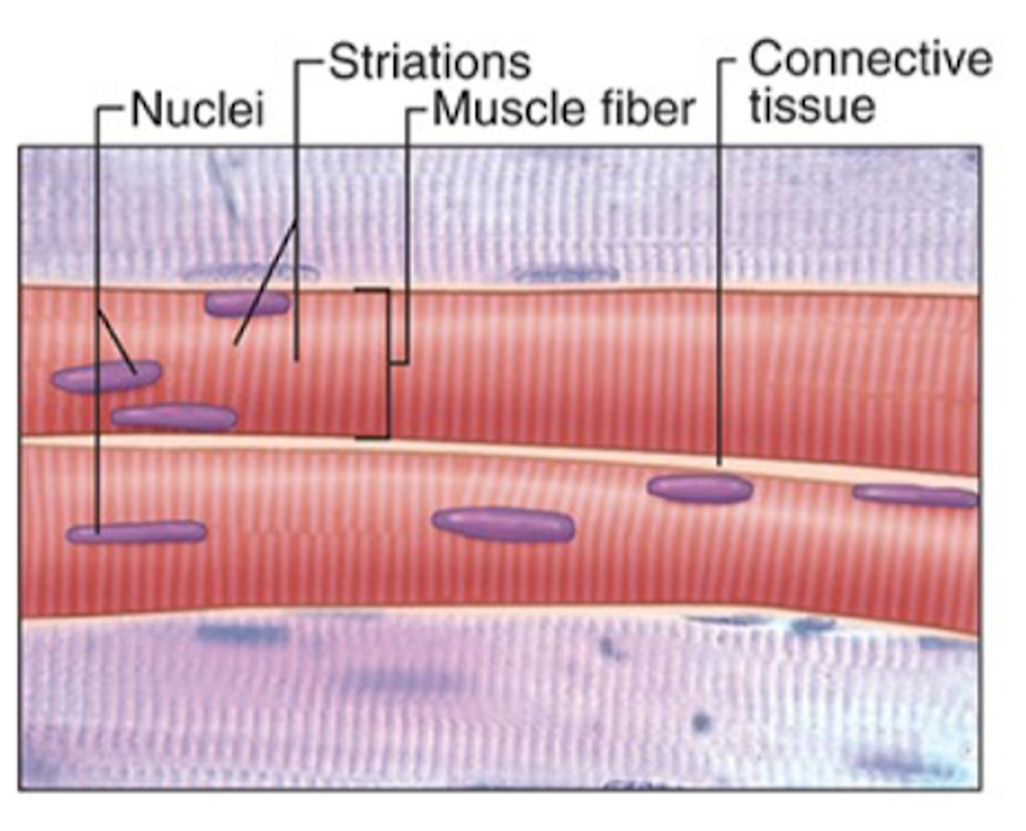 <p>Skeletal muscle has what features?</p>