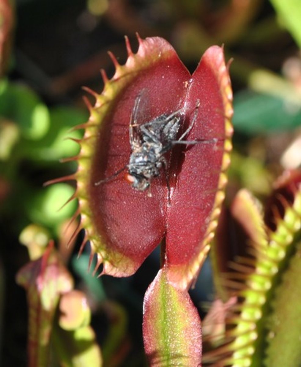 <p>Plants evolving to capture insects for nitrogen.</p><p>(Ex: Venus flytraps and Sundews) </p>