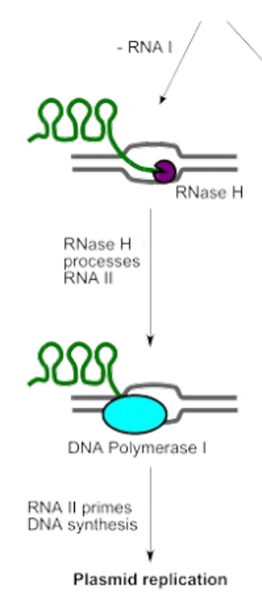 <p>non-coding RNA (600nts) encoded by oriV, that binds to oriV and allows initiation of DNA replication by acting as a primer</p>