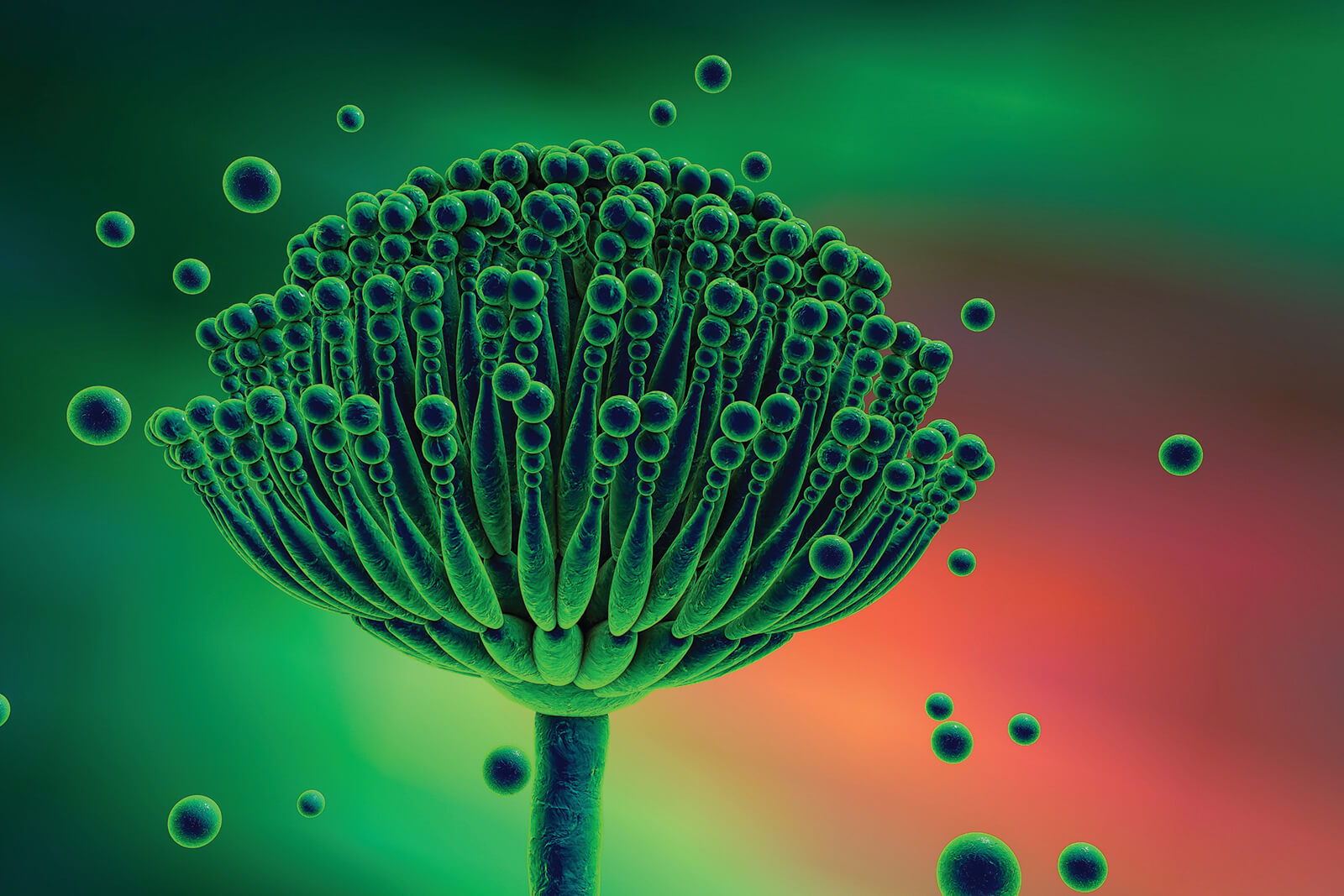 <ol><li><p>Normal hosts are NOT at risk → only immunocompromised </p></li><li><p>Concern for asthma and an allergy to it → <span style="color: blue"><strong><em>allergic bronchopulmonary aspergillosis (asthma), aspergilloma (develop mass of fungus)</em></strong></span></p></li></ol><p>Can give corticosteroids </p>