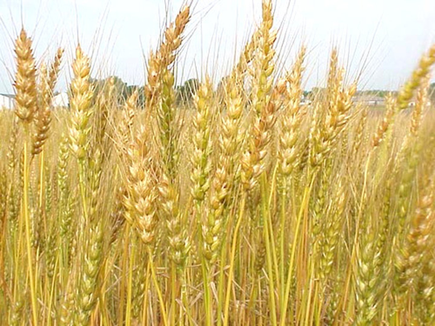 <p>barley, rice, oats, wheat</p>