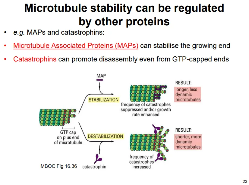 <p>most of the time dynamic instability <strong>isn’t </strong>observed because of protein action:</p><ul><li><p><strong>microtubule associated proteins</strong> (MAPs) stabilise the plus end to <strong>promote growth</strong></p></li><li><p><strong>catastrophins</strong> destabilise the plus end to <strong>promote depolymerisation</strong></p></li></ul><p></p>