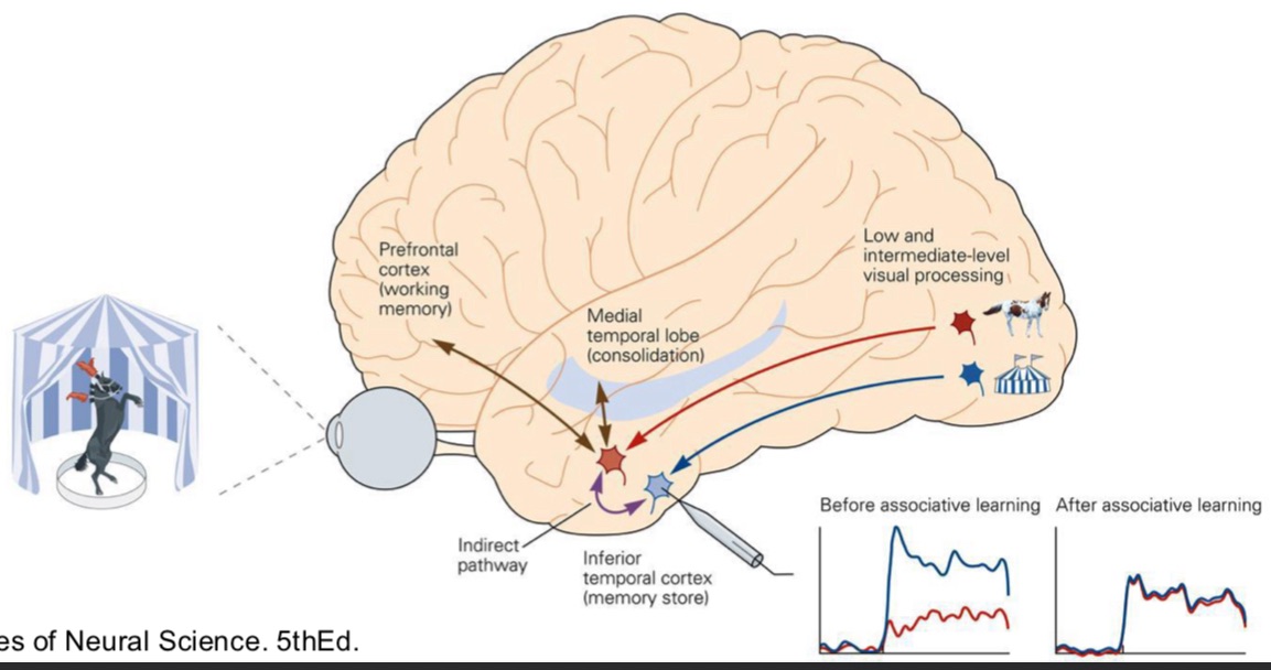<p>→ cognitive process of retrieving a memory triggered by a related cue or stimulus</p><ul><li><p>contribution of inferior temporal cortex (IT) to object recognition can be modified by pervious experience</p></li><li><p>Consolidated by inputs from memory structures in the temporal lobe</p></li><li><p>Activation of working memory from the prefrontal cortex can also mediate this effect</p></li></ul><p></p>