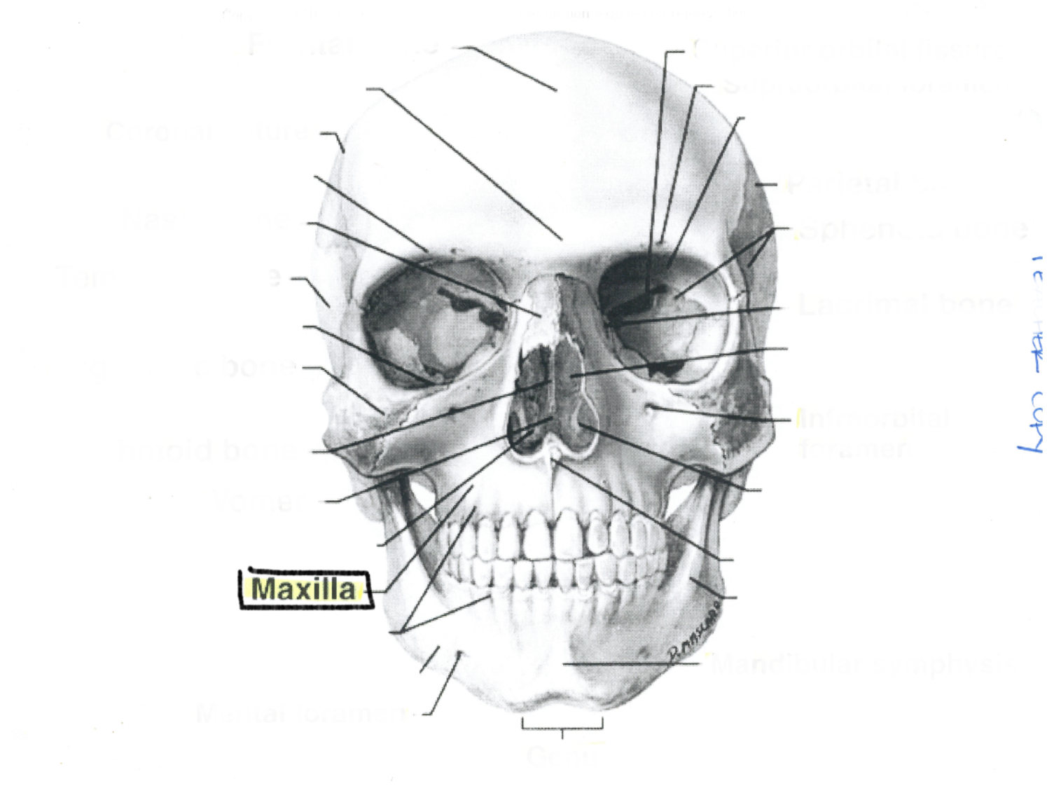 <p>Maxilla</p>