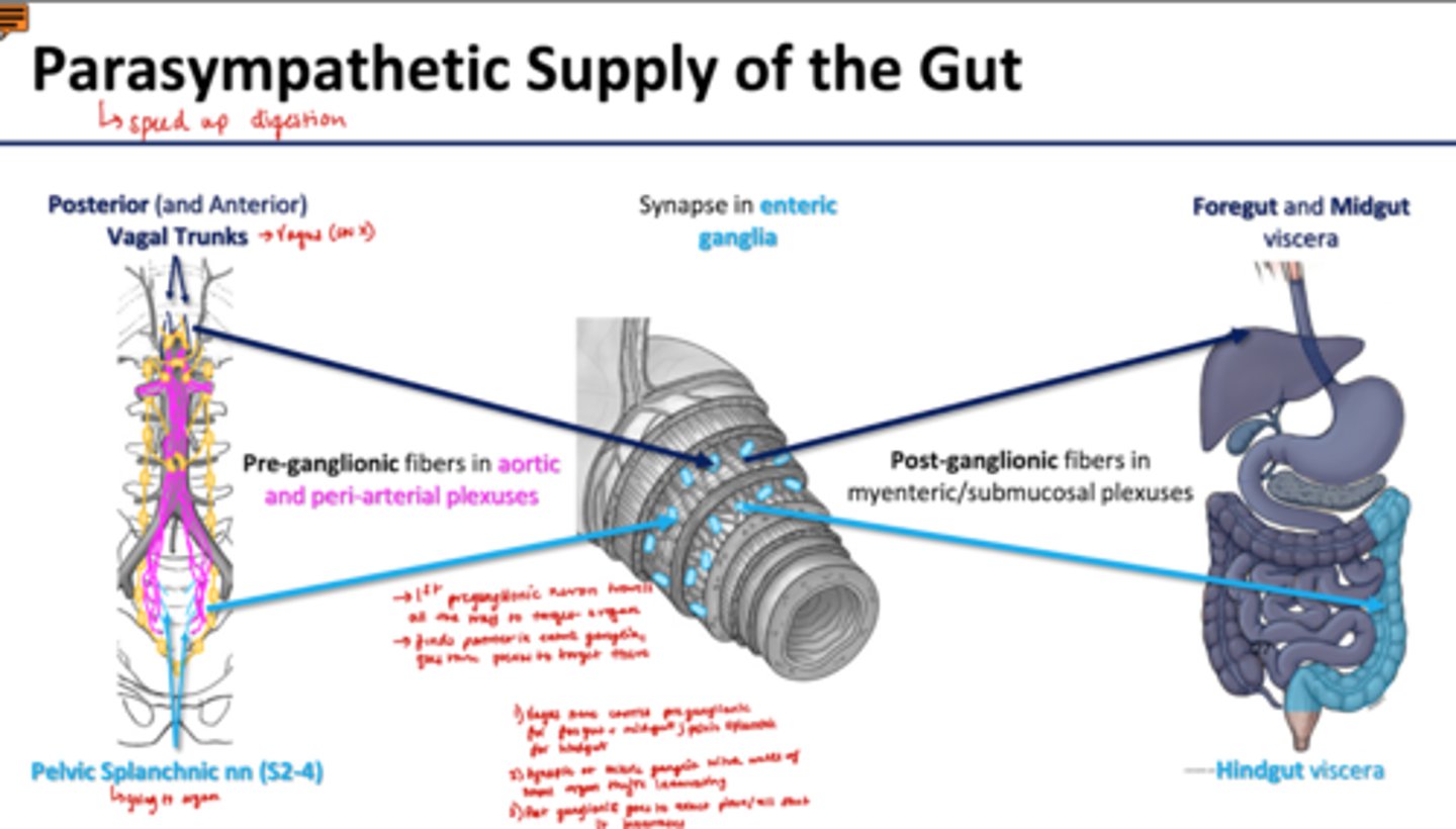 <p>Posterior/Anterior Vagal Trunks (Vagus nerve)--> synapse in enteric ganglia--> foregut and midgut viscera</p><p>Pelvic Splanchnic nn (S2-4) --> synapse in enteric ganglia --> hingut viscera</p><p>-Vagus nerves carries preganglionic fibers for foregut/midgut; pelvic splanchnic for hindgut</p><p>-synapse at enteric ganglia within walls of small organ its innervating</p>
