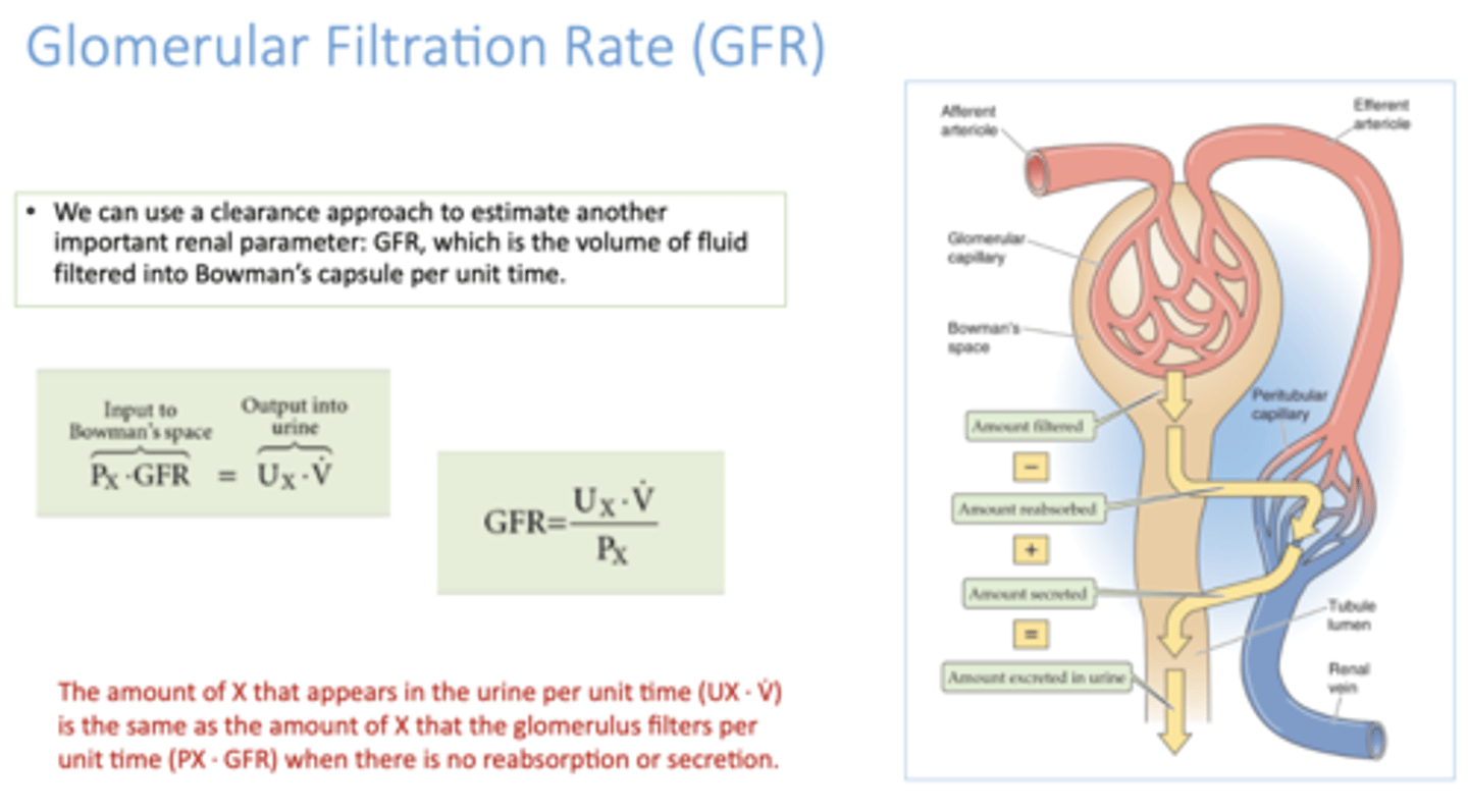 <p>Glomerular Filtration Rate (GFR)</p>