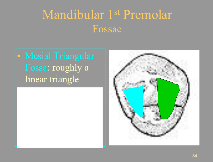 <p>A) Roughly A Linear Triangle</p>