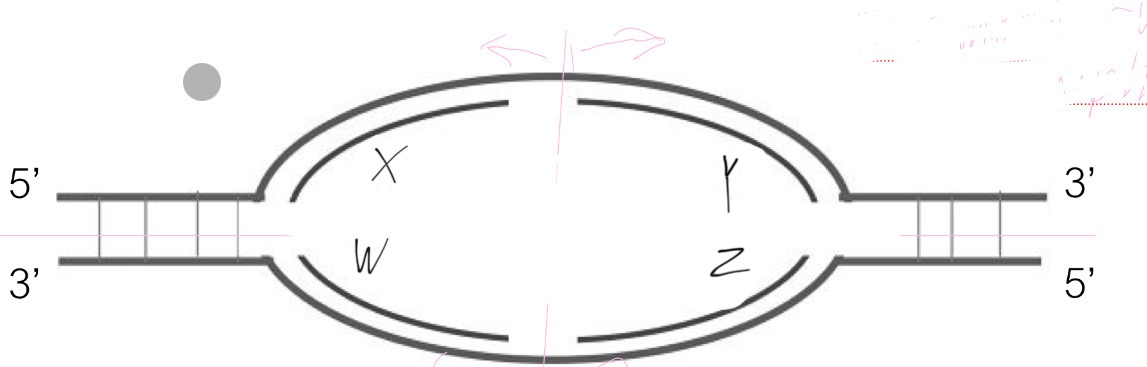 <p>Which are the leading strands in this replication bubble?</p><p>A. X &amp; Y</p><p>B. X &amp; Z</p><p>C. X &amp; W</p><p>D. Y &amp; W</p><p>E. Y &amp; Z</p>