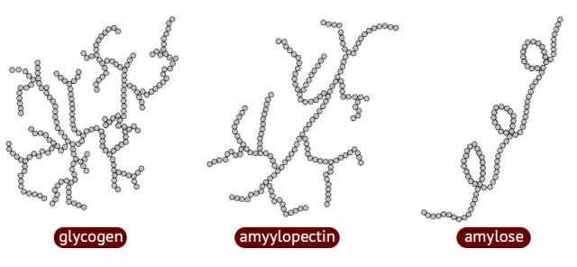 starch (amylopectin) - plants

* is branched every 30 glucose, helical shape 
* polymer of beta glucose
* branches allow quick unloading of glucose

glycogen - animals

* branched every 8-12 glucoe, 
* polymer of alpha glucose

mammals use it to store glucose in liver  

cellulose - plant cells, cell walls 

* straight unbranched (linear)
* polymer of beta glucose
* forms cross-links with hydrogen bonds
* very strong (makes cell wall) 