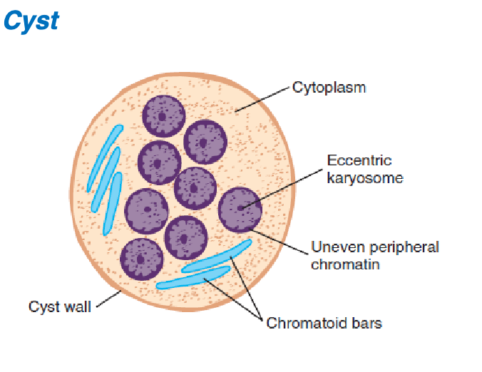 <ol><li><p>eccentric </p></li><li><p>uneven</p></li><li><p>1-8</p></li><li><p>granulated, thin splintered chromatoid bars, glycogen mass opposite ends </p></li><li><p>normal</p></li></ol><p></p>