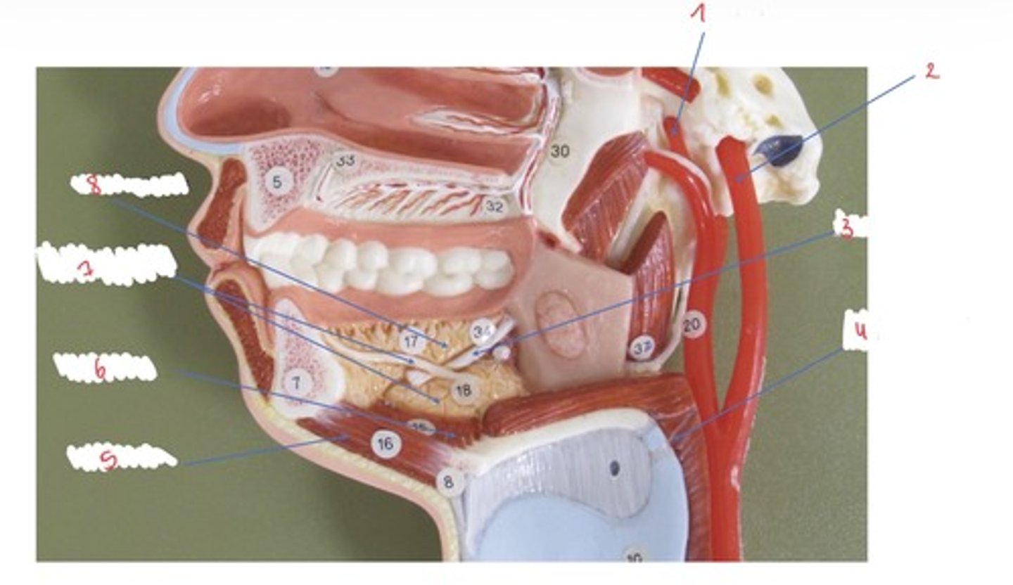 <p>Wat wordt er aangeduid met 6</p>