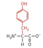 <ul><li><p>polar: uncharged</p></li><li><p>hydrophilic</p></li><li><p>not typically ionized at physiological pH</p></li></ul><p></p>